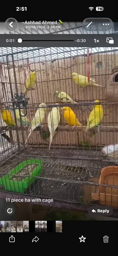 10 piece budgie with cage