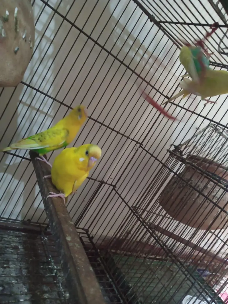 10 piece budgie with cage — photo 3