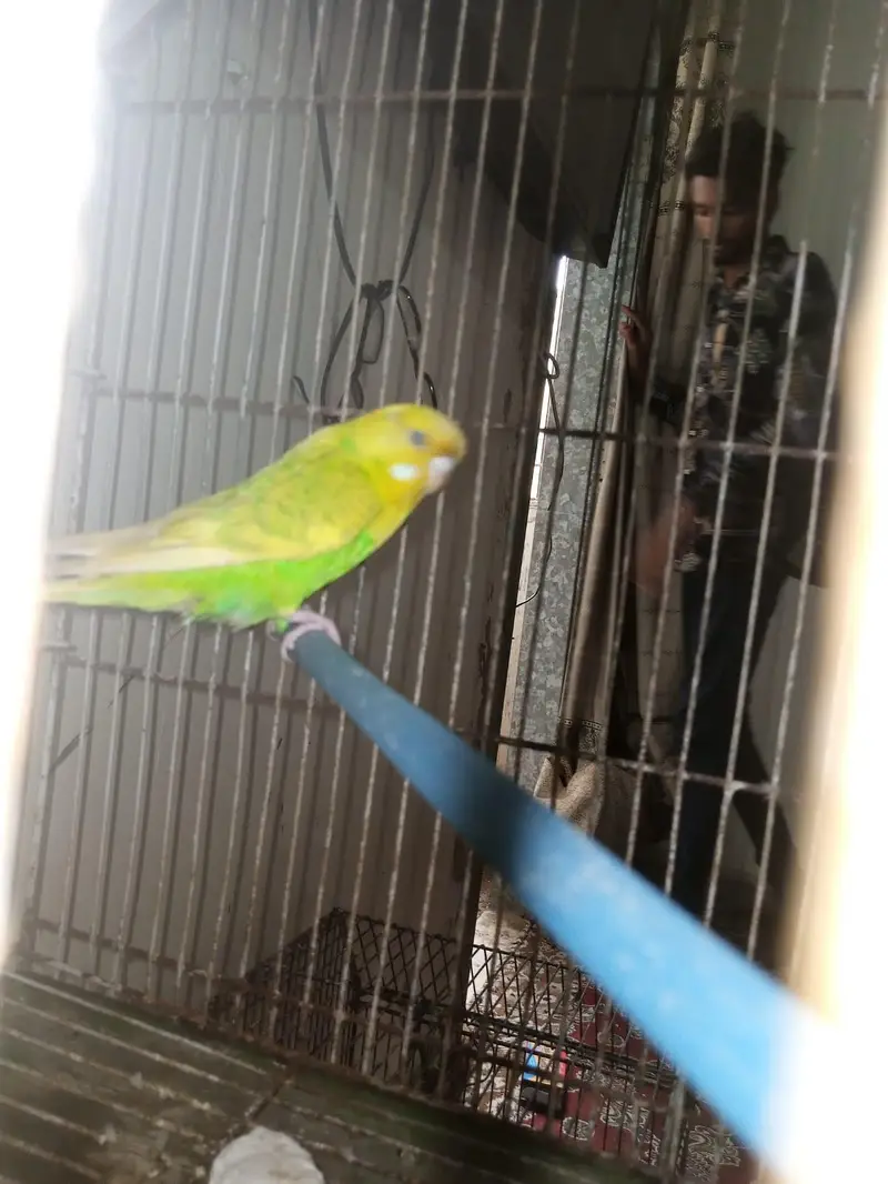 10 piece budgie with cage — photo 4
