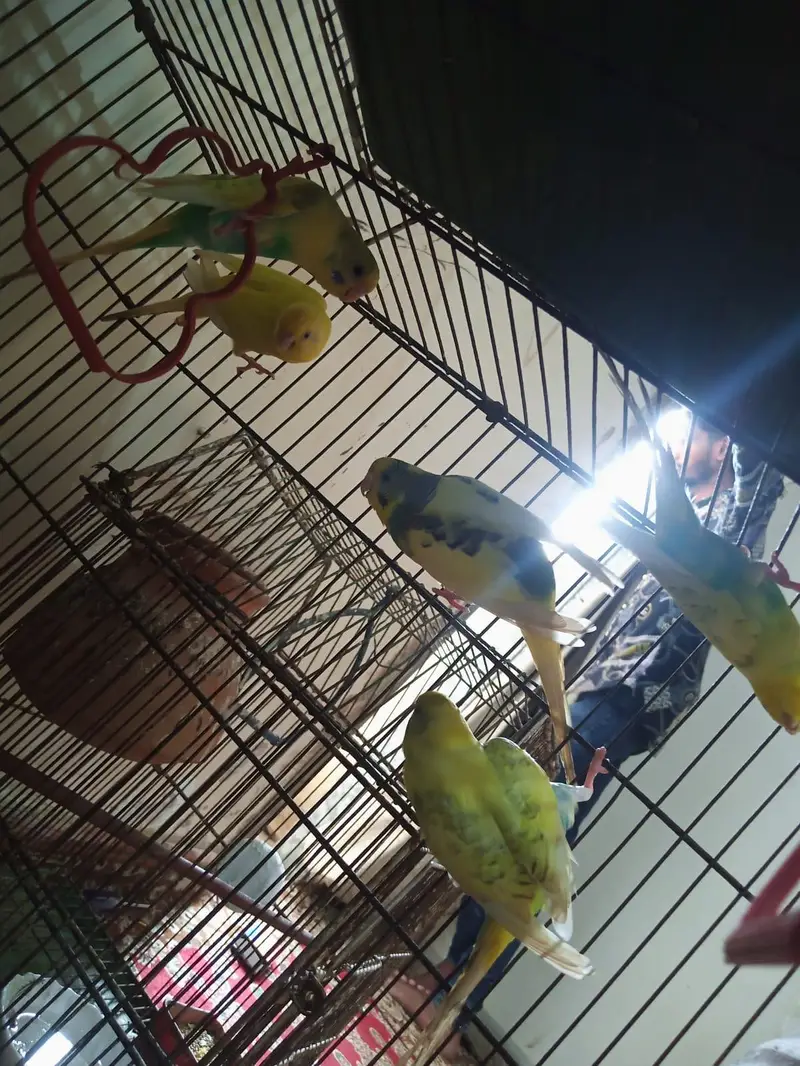 10 piece budgie with cage — photo 5