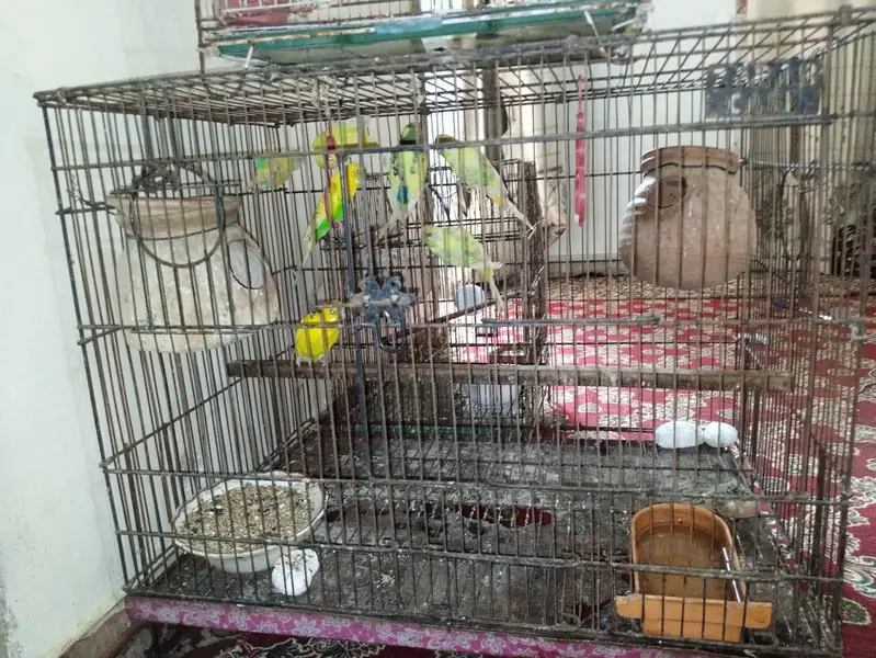 10 piece budgie with cage — photo 6