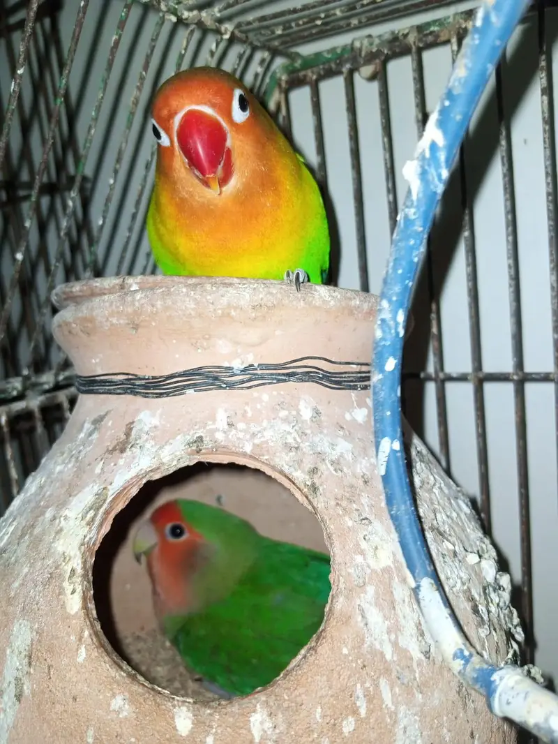 10 piece budgie with cage — photo 7