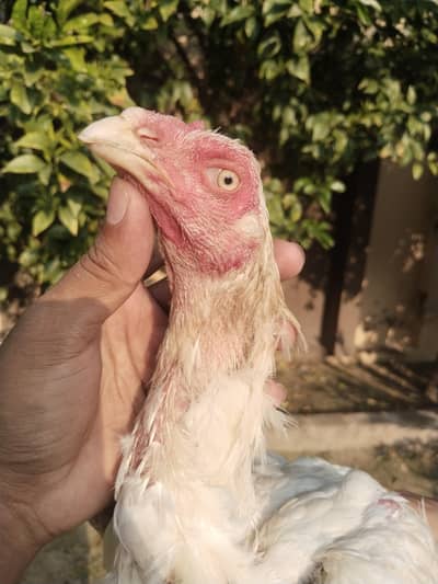 all home breed quality birds