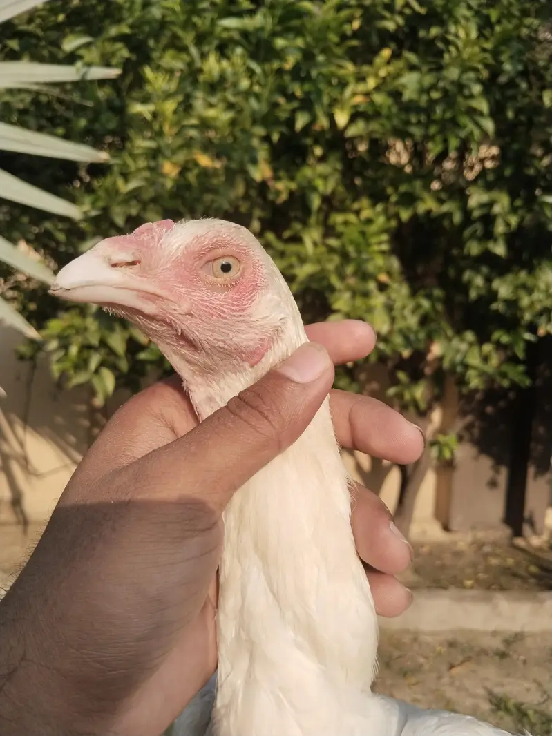all home breed quality birds — photo 2
