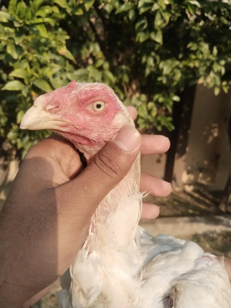 all home breed quality birds — photo 3