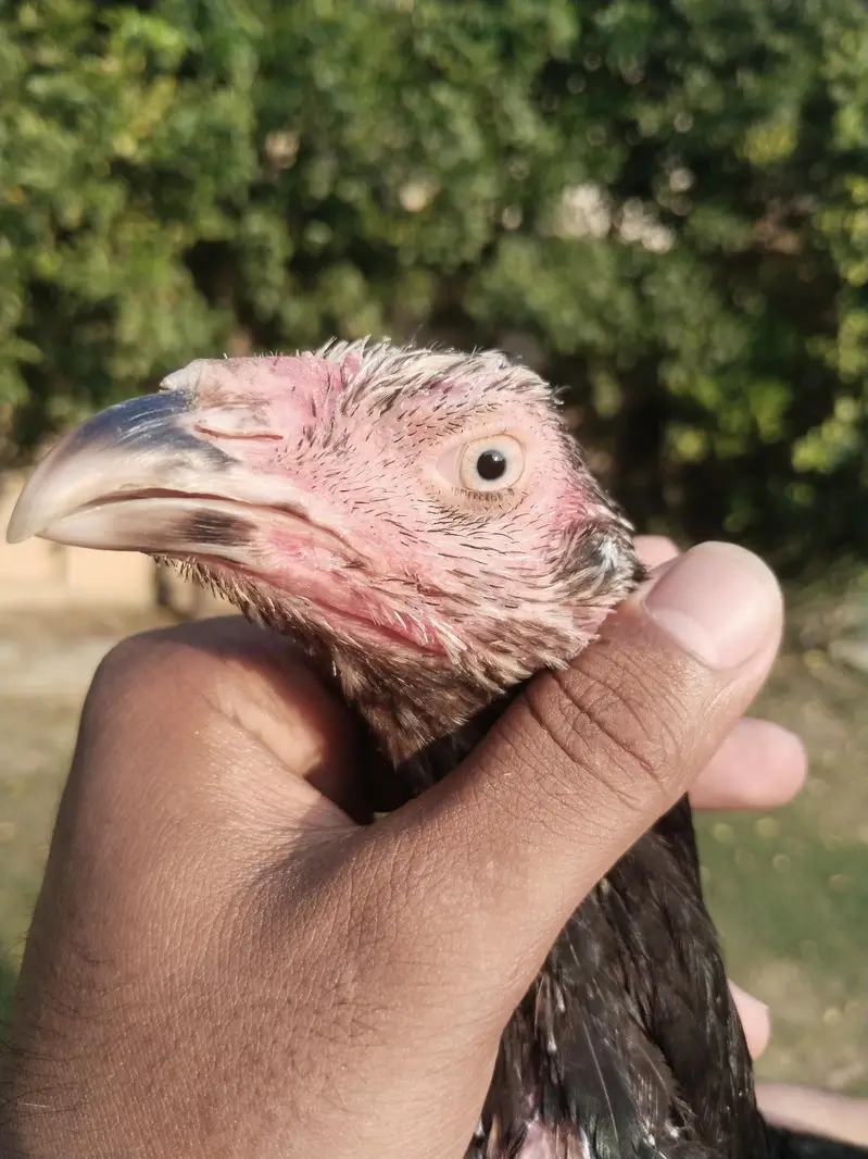 all home breed quality birds — photo 5