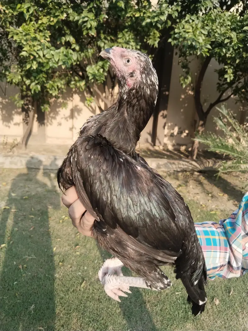 all home breed quality birds — photo 7
