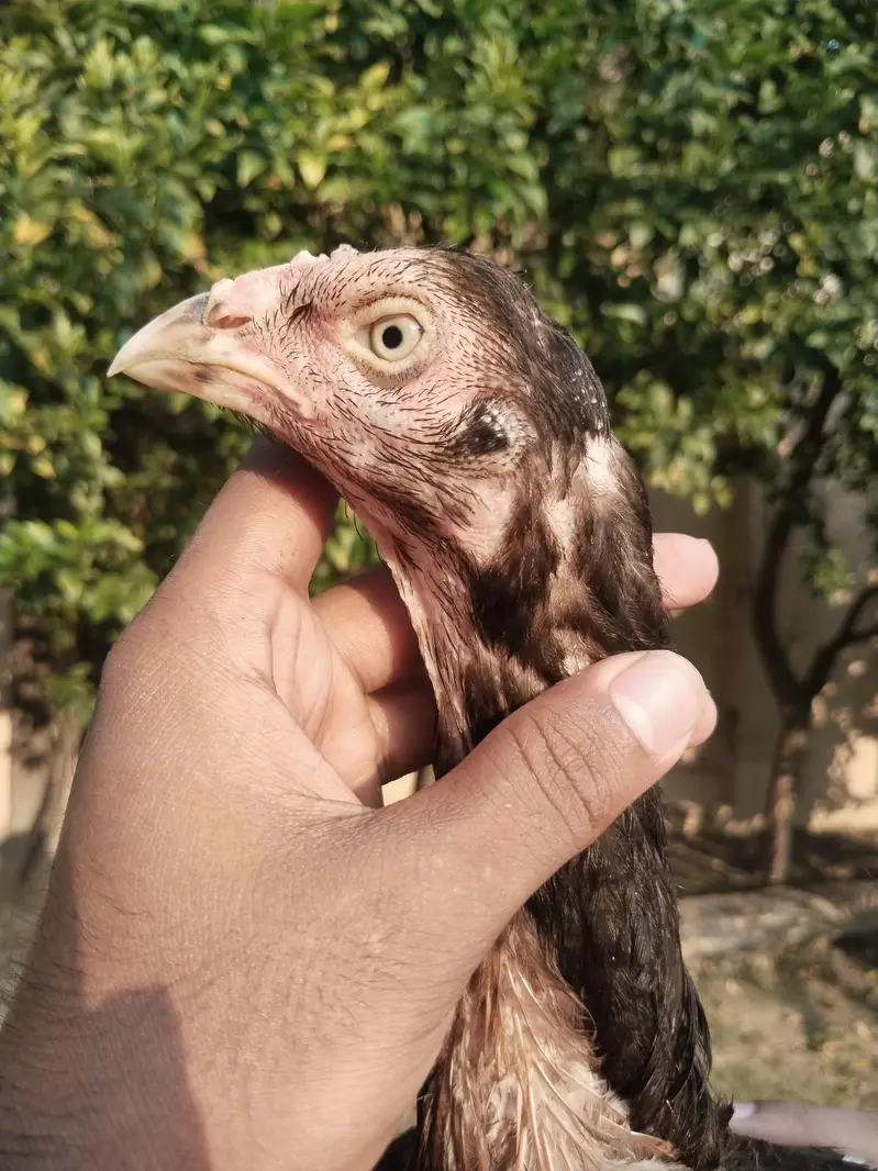 all home breed quality birds — photo 8