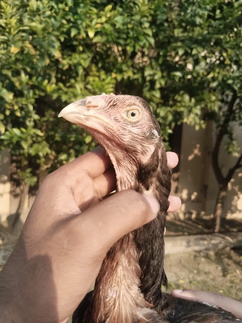 all home breed quality birds — photo 9