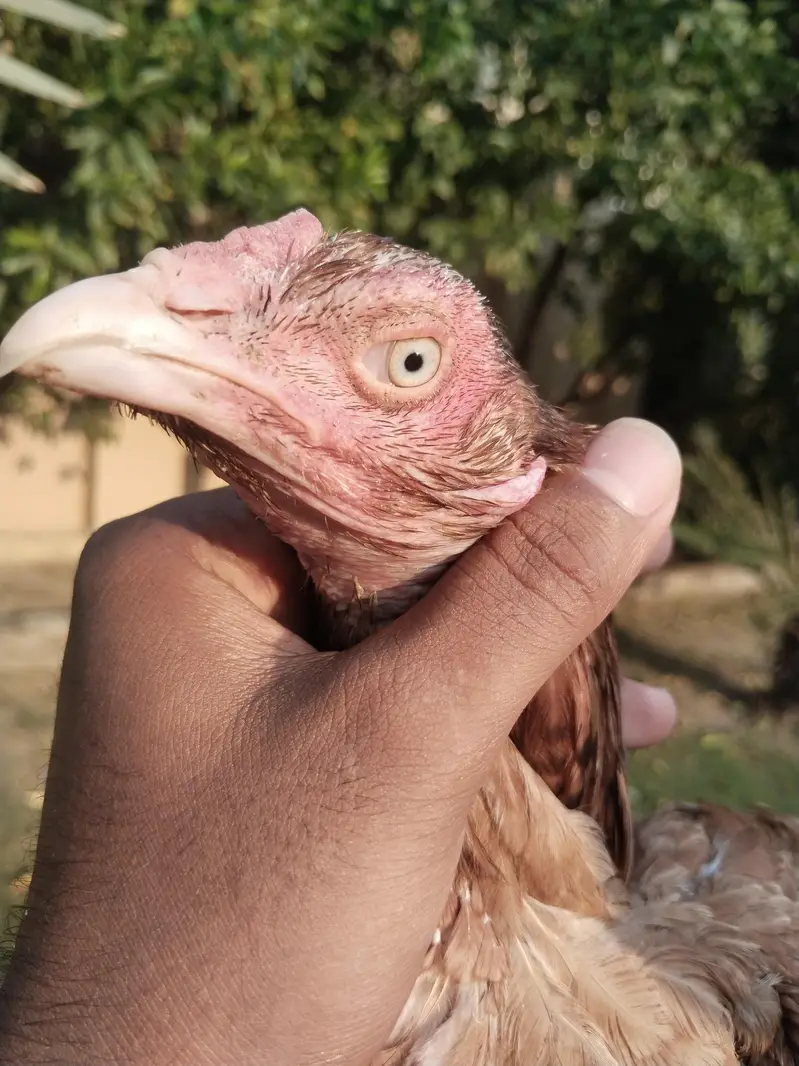 all home breed quality birds — photo 11