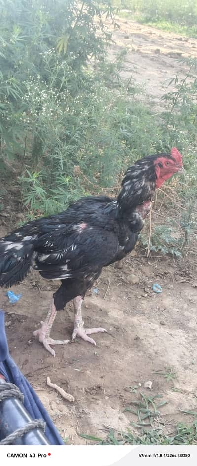 Hen for sale