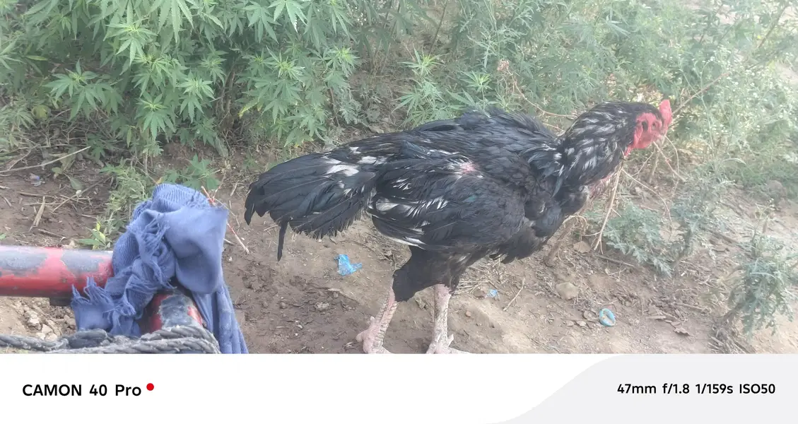 Hen for sale — photo 2