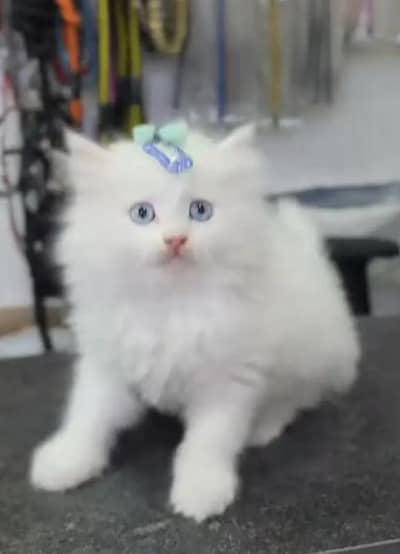 Persian female kitten for sale 03429704//074