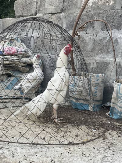 Paper white pair breeder