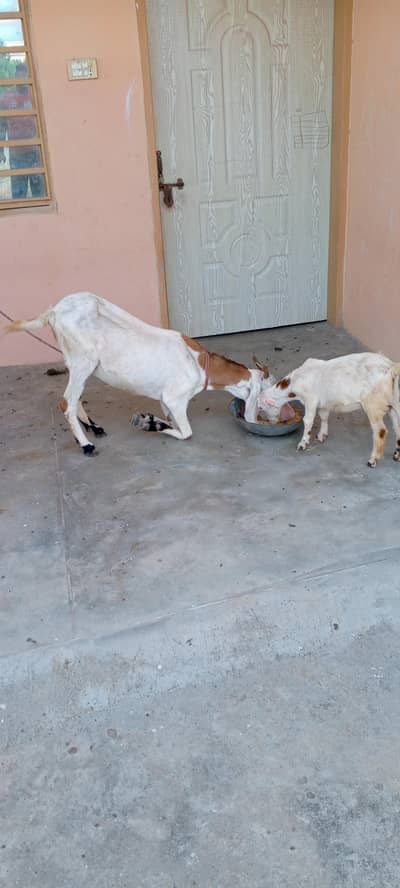 goat with kid