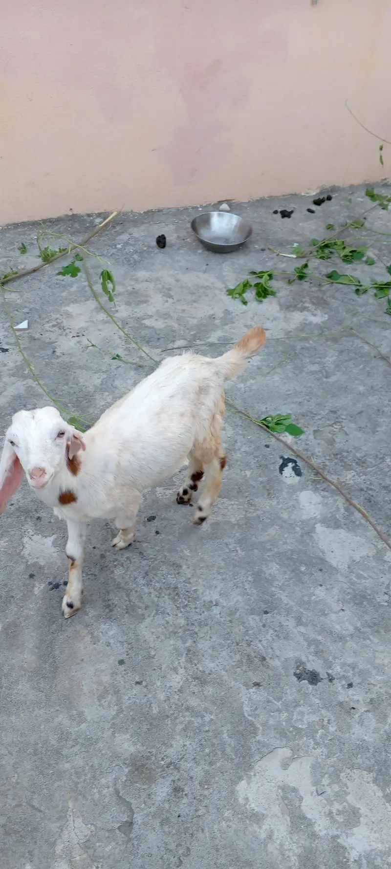 goat with kid — photo 2