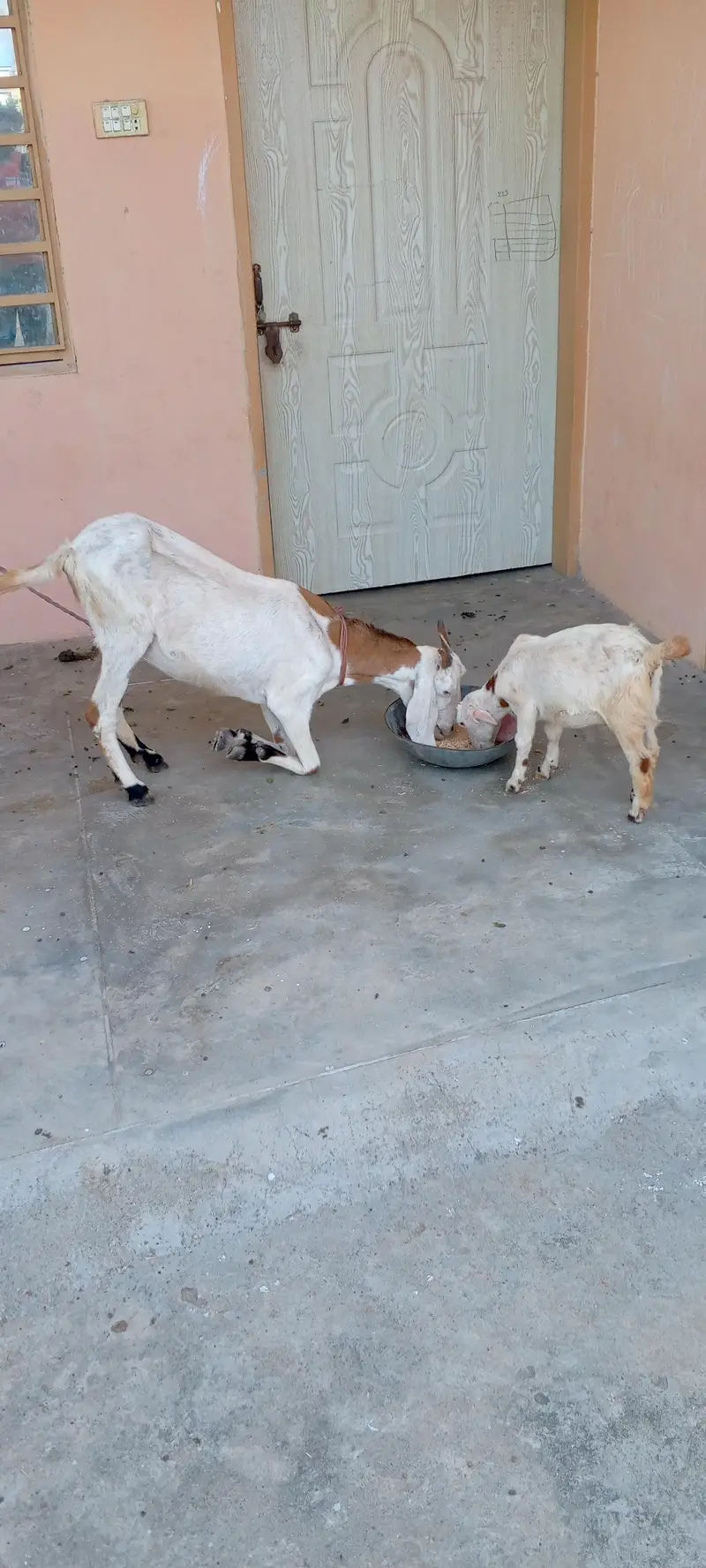 goat with kid — photo 3