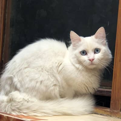 persian cat
