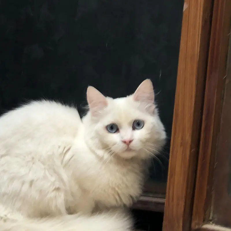 persian cat — photo 2