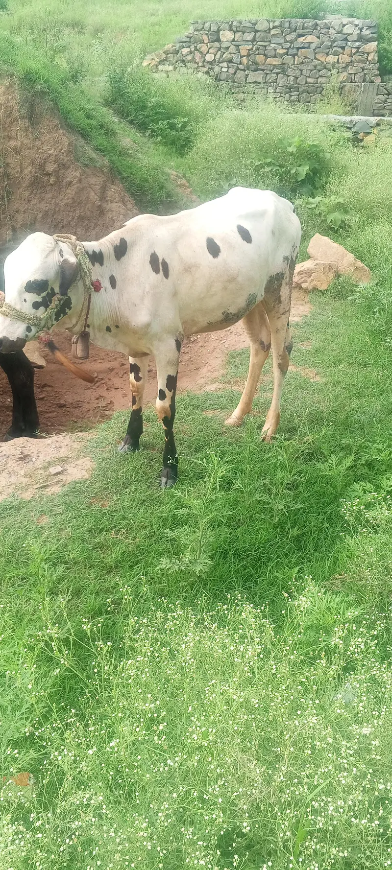 Friesian female — photo 2