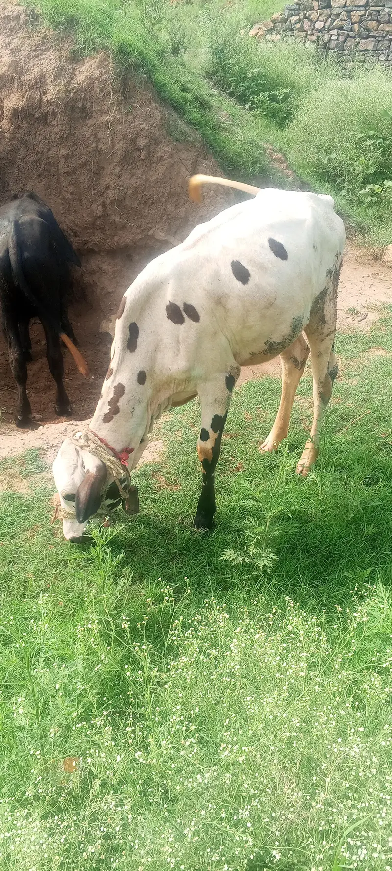 Friesian female — photo 4