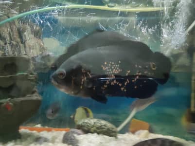 Oscar Fish pair