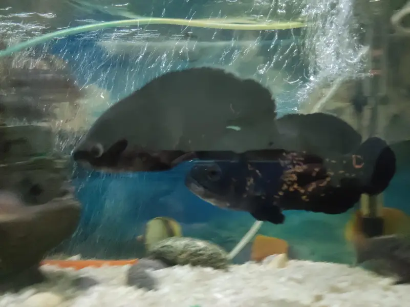 Oscar Fish pair — photo 2