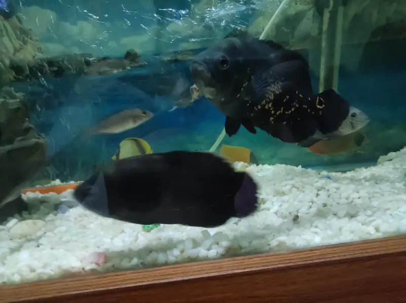 Oscar Fish pair — photo 3