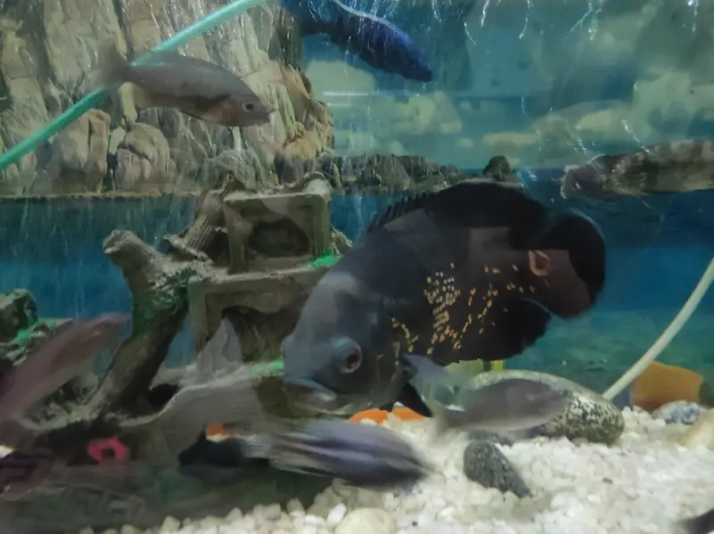 Oscar Fish pair — photo 4