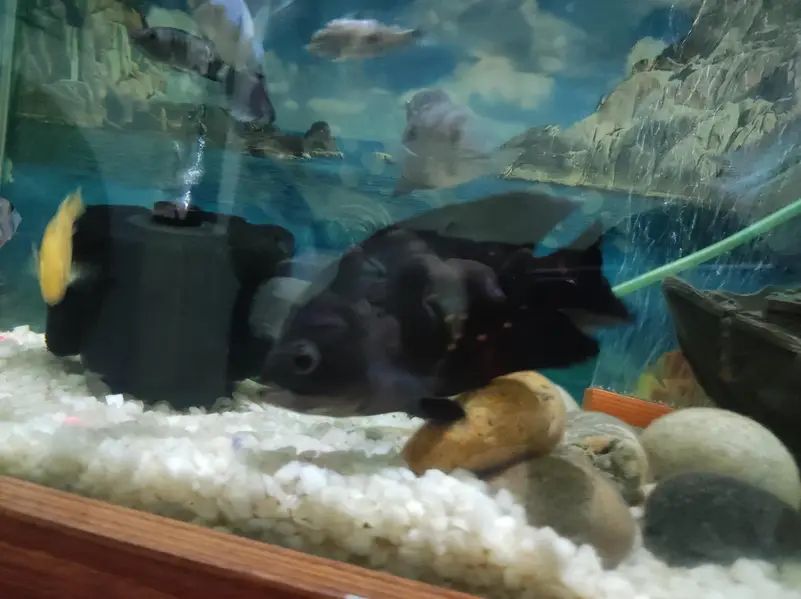 Oscar Fish pair — photo 5