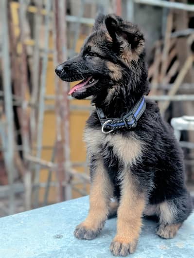Healthy Female German Shepherd Long Coat puppy for Sale