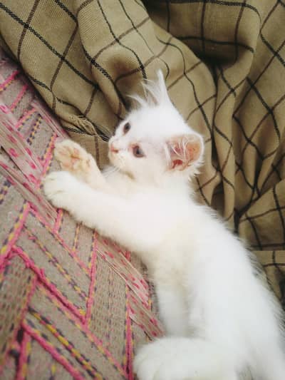 Persian Triple Coated Kittens for sale female Bili