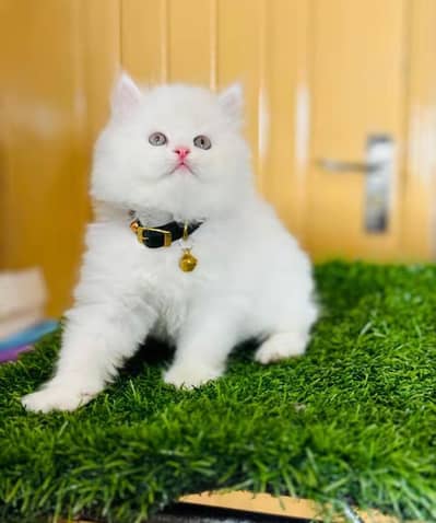 Persian cats My Whatsapp 03466961963 ///\\€€£¥£¥£¥£¥