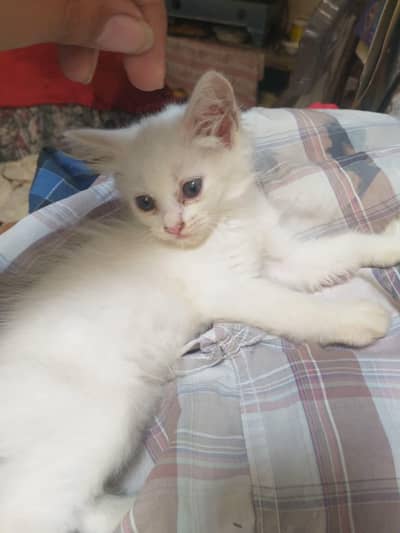 Persian triple coated kittens | Billi | Cat Female