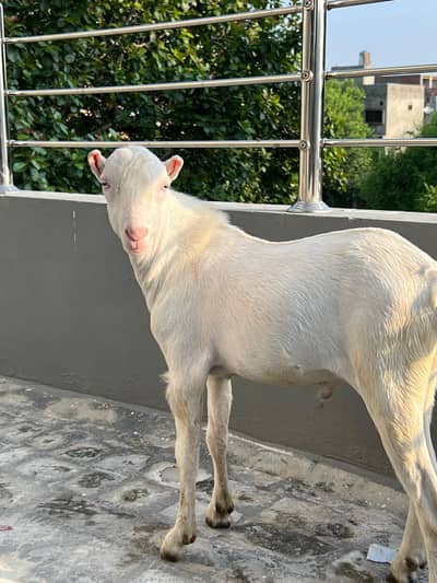 Gulabi teda male breeder Quality 8 months for sale