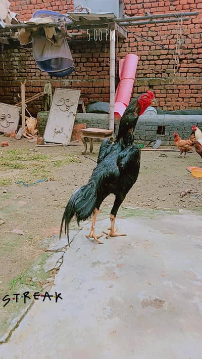 urgent for sale