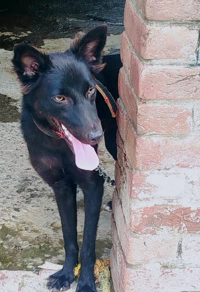 Black feemale dog  alsession breed  10 months age healthi well trained
