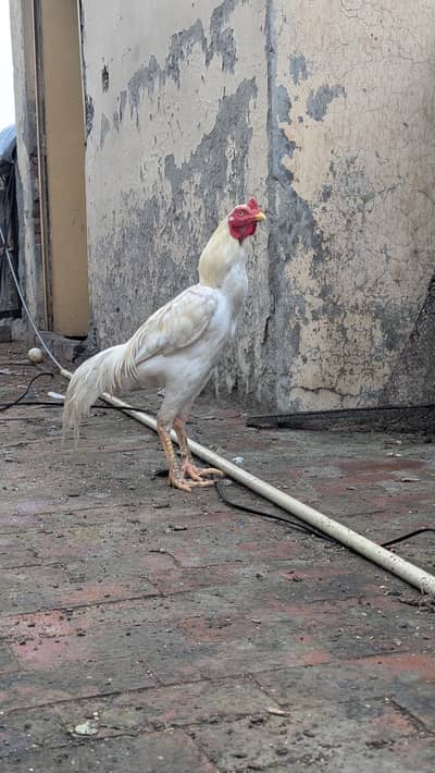 Breeder Heera aseel murga high quality big size
