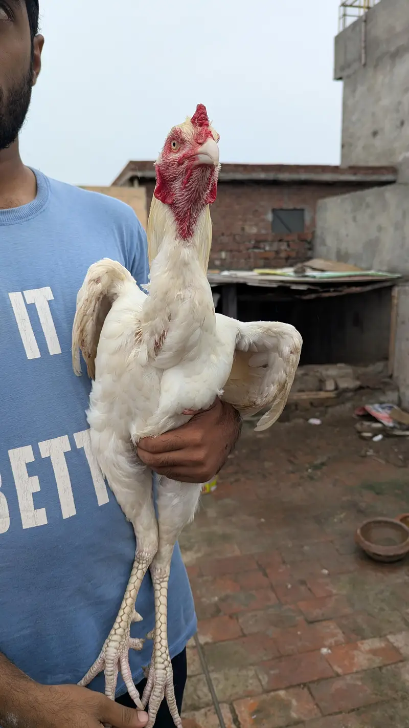 Breeder Heera aseel murga high quality big size — photo 2