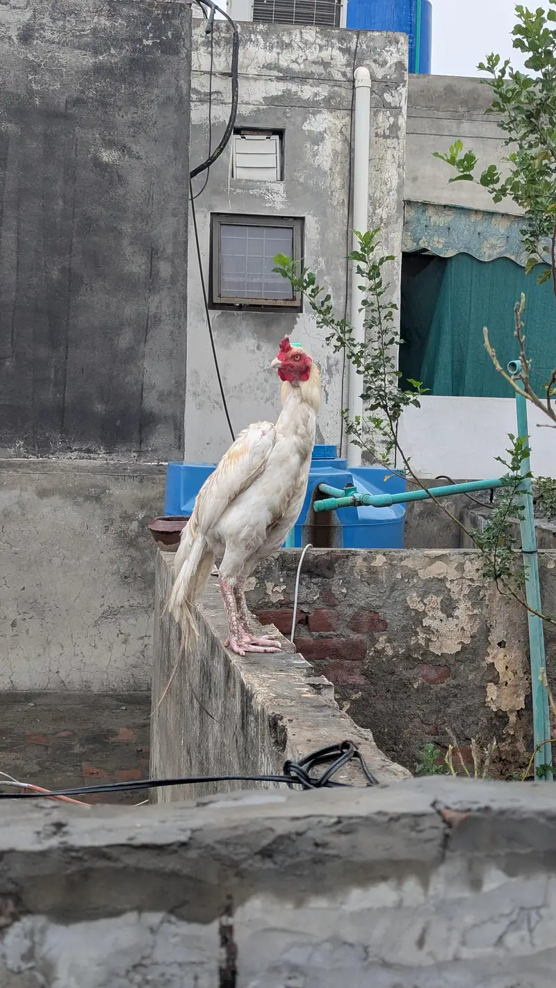Breeder Heera aseel murga high quality big size — photo 3