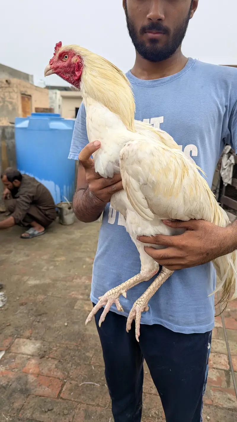 Breeder Heera aseel murga high quality big size — photo 4