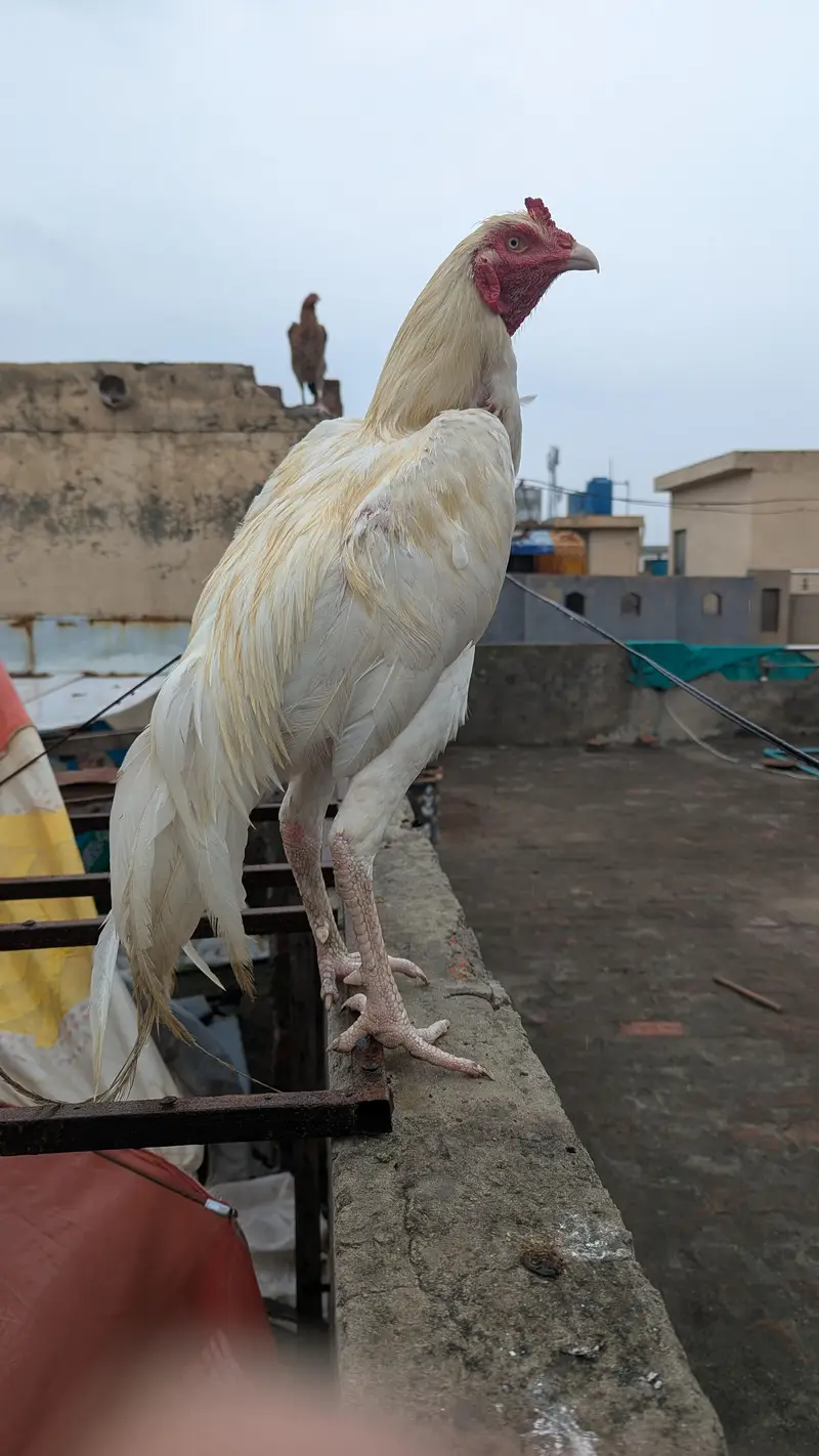 Breeder Heera aseel murga high quality big size — photo 5