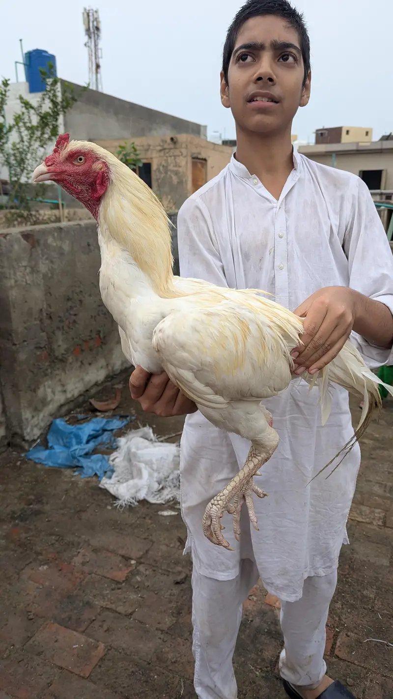 Breeder Heera aseel murga high quality big size — photo 6