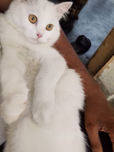 white cat
