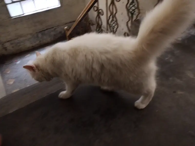 white cat — photo 2