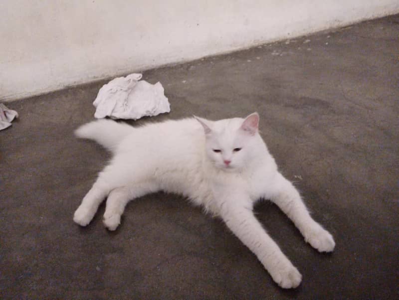 white cat 2