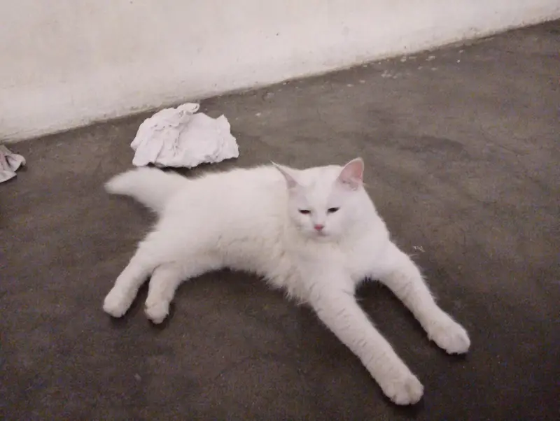 white cat — photo 3