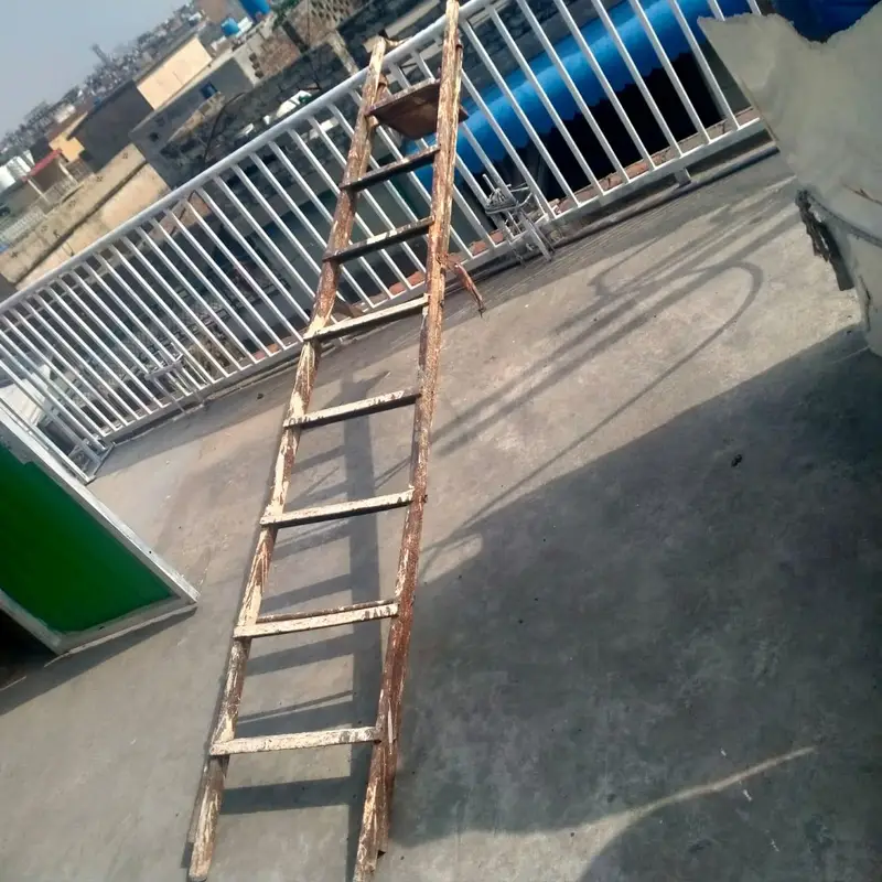 aseal hen — photo 4