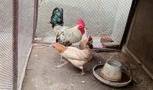 1 Male + 2 Female Hens for Sale