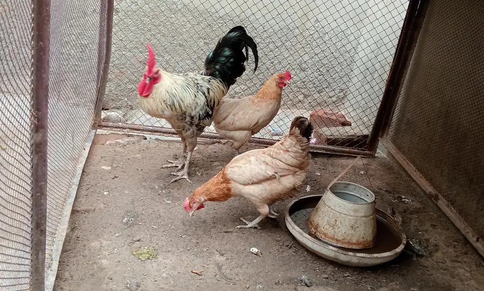 1 Male + 2 Female Hens for Sale — photo 2